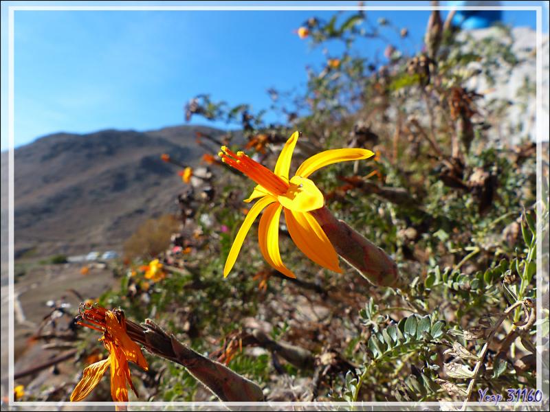 En attendant l'arrivée des condors : Fleur de Chinchircuma (Mutisia acuminata) - Cruz del Condor - Cañon de Colca - Pérou