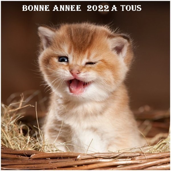 UN COUCOU POUR LES FETES 