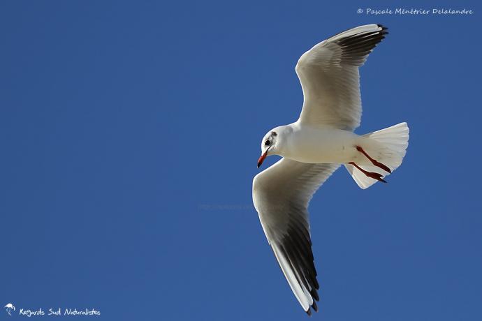 Mouette rieuse