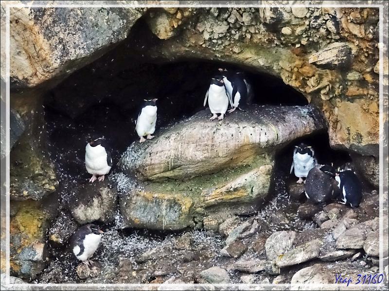 Les Gorfous sauteurs, Southern Rockhopper Penguin (Eudyptes chrysocome) ont leur territoire, mais empiètent aussi sur celui des Albatros - Coffin's Harbour - New Island - Falkland  - Grande-Bretagne