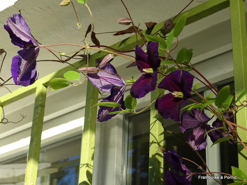 Clématites du jardin 