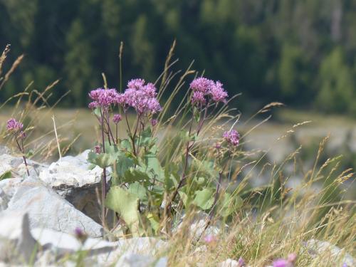 Pic de Bernardez (Seyne les Alpes)