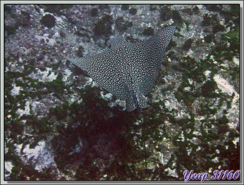 Images de Polynésie (2010) transférées depuis mon ancien blog
