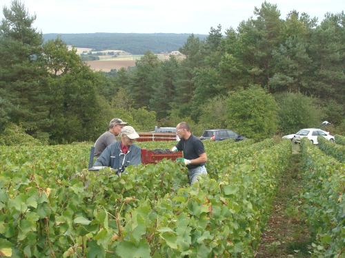 Les vendanges chez Sylvain Bouhélier..