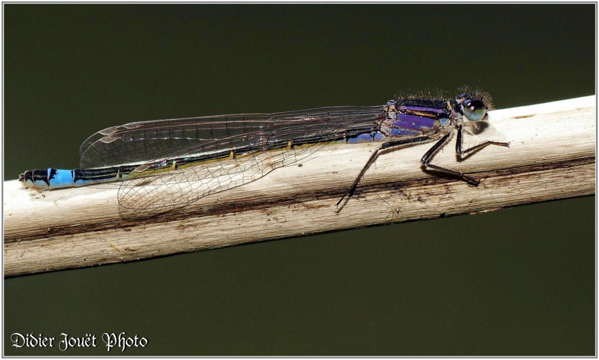 Agrion élégant (7) - Ischnura elegans