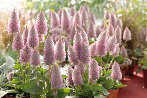 Fleurs cultivées : Ptilotus