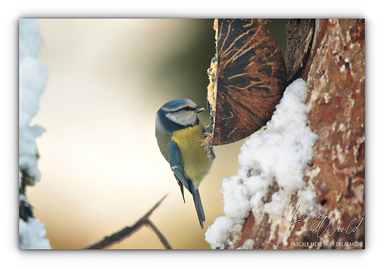 Quelques oiseaux du refuge un jour de neige...