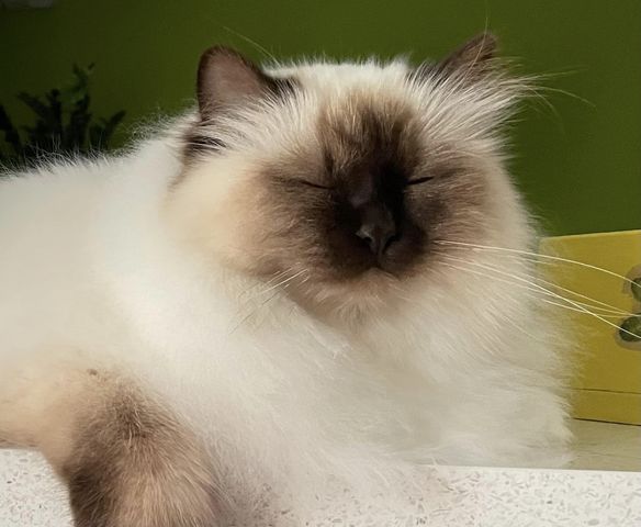Le chat 