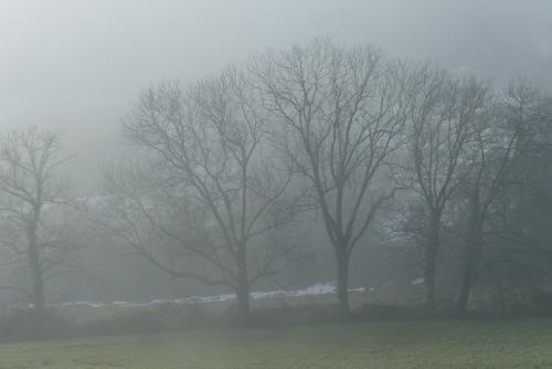 Dans la brume :