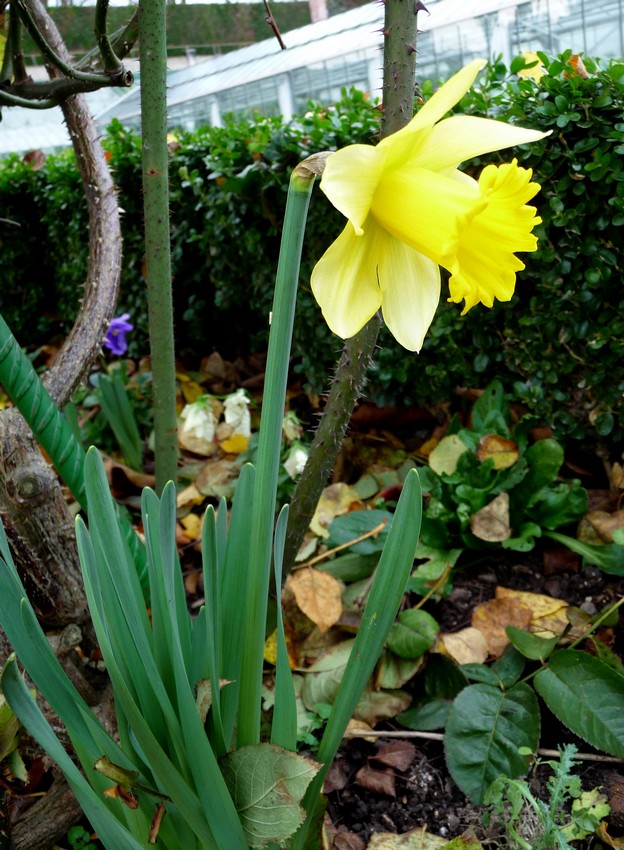 Jardin des plante, décembre 2015