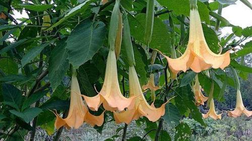 Fleurs cultivées : Brugmansias