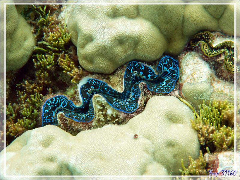 Les bénitiers : un émerveillement ! - Atoll de Fakarava - Tuamotu - Polynésie française