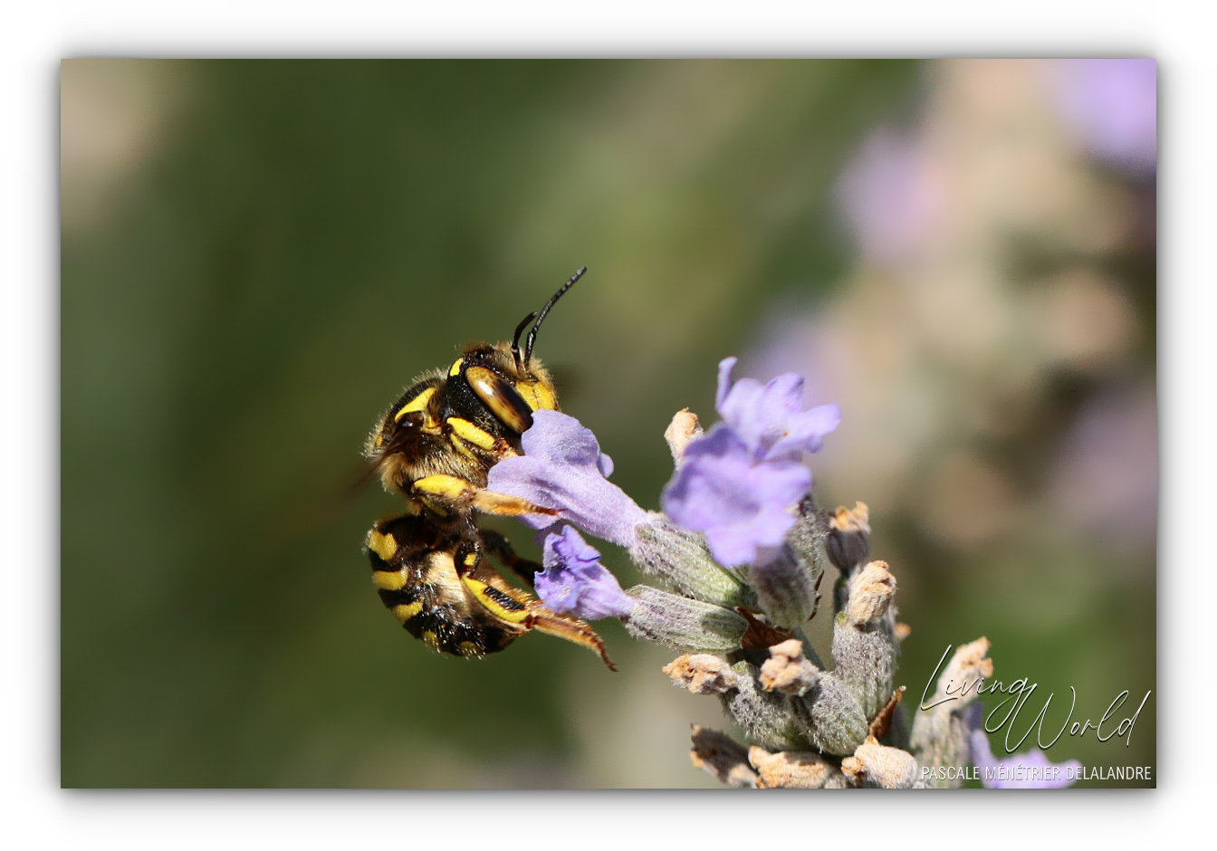 Anthidium florentinum