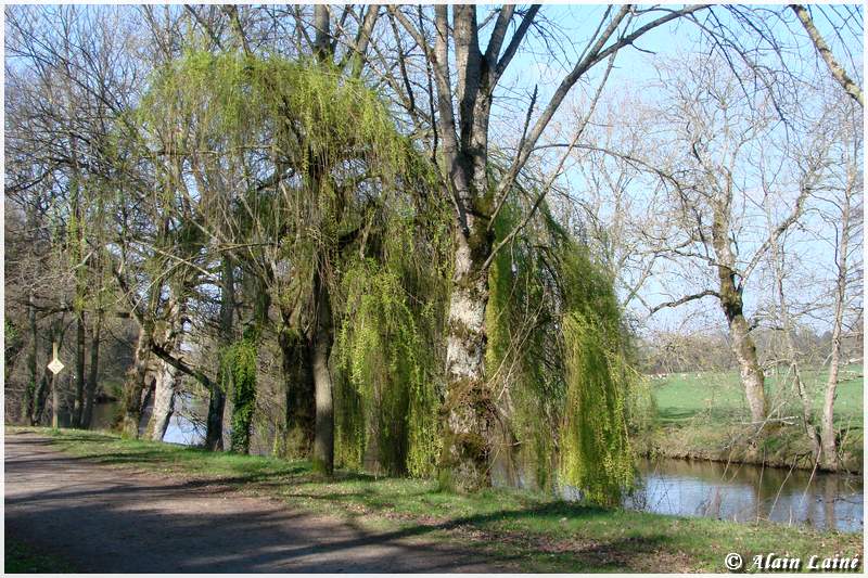 Arbres