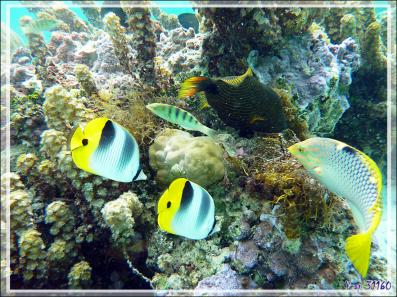 Un Baliste striè casse la croûte, aussitôt, une nuée de pique-assiette se pointent ! - Jardin de Corail - Motu Tautau - Taha'a - Polynésie française