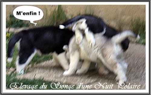 Portée d'Irwen (20 avril 2021)