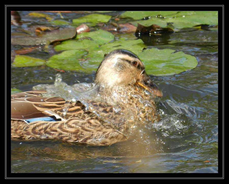 Nosh m'a offert un moment de jeux d'eau...