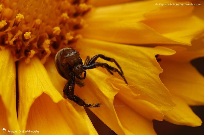 Synema globosum