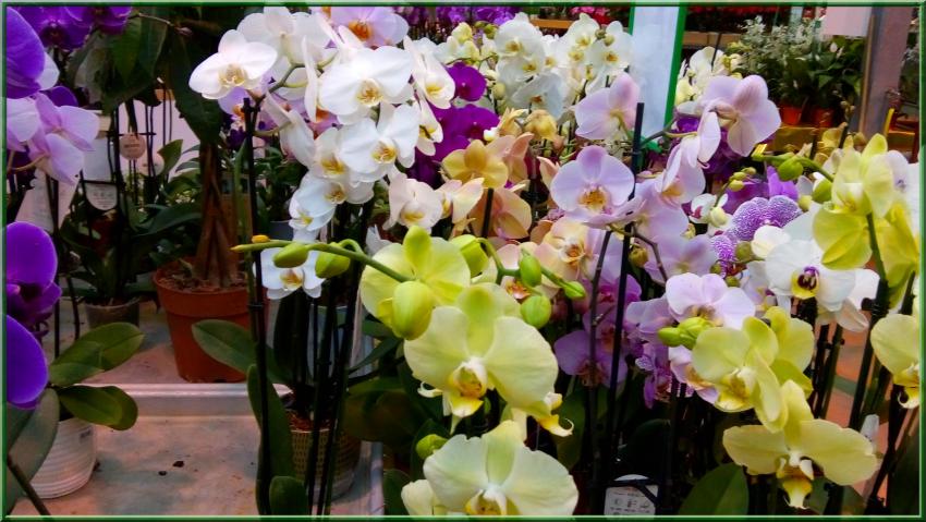 Des photos de plantes prises dans les jardineries(suite)