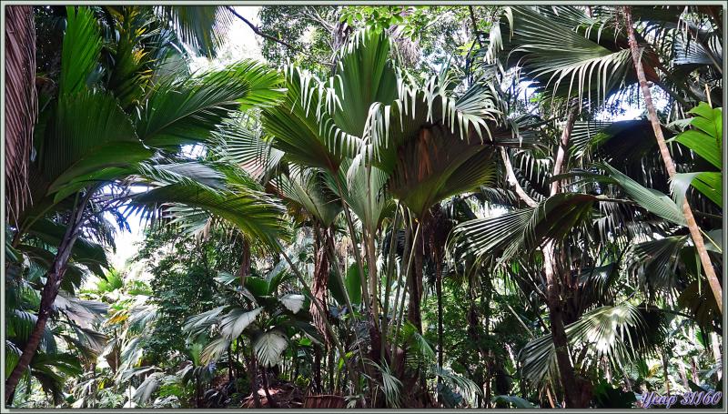 11/12/2021 : une belle journée commence avec le soleil. Départ en balade en passant par la route qui traverse la Vallée de Mai - Praslin - Seychelles 