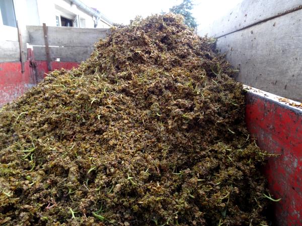 Les vendanges 2014 au Domaine Brigand de Massingy