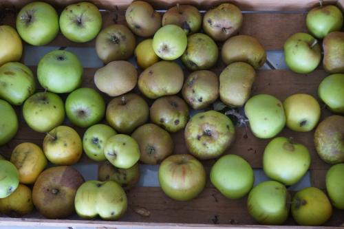 pomme pomme pomme