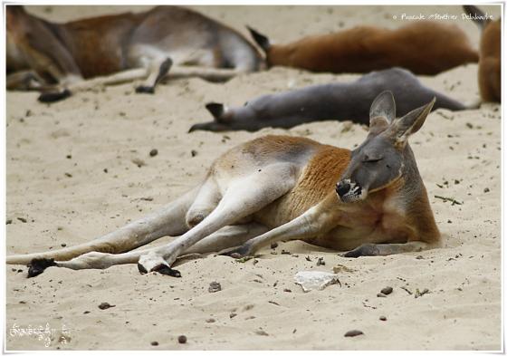 Kangourous
