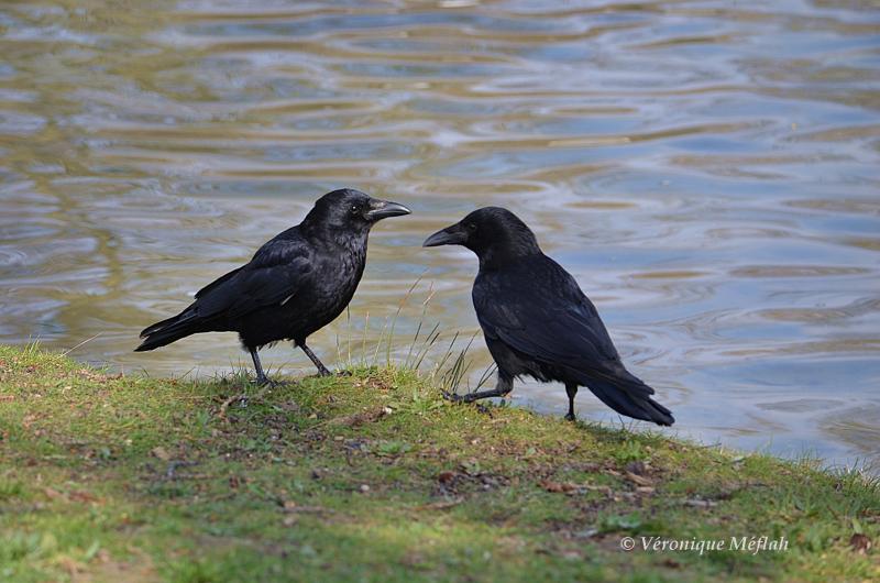 Lac Daumesnil, bois de Vincennes : la corneille noire ...suite