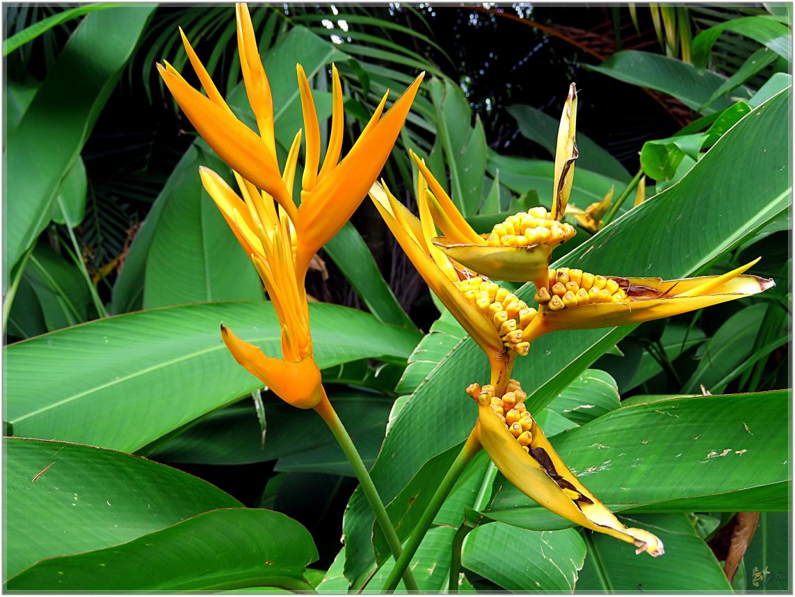 FLEURS VENUS D'AILLEURS   No 2