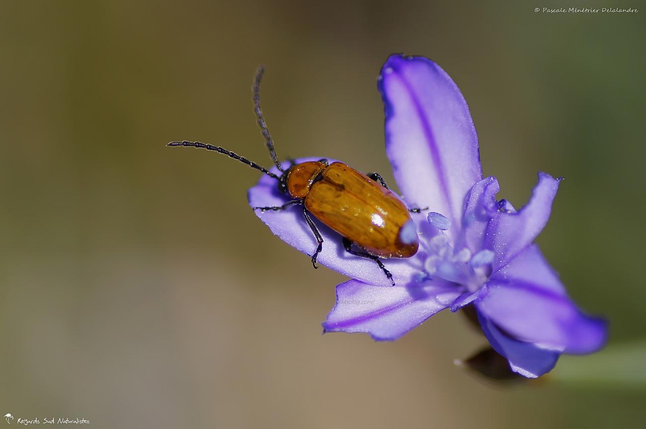 Lupérus portugais - Exosoma lusitanicum
