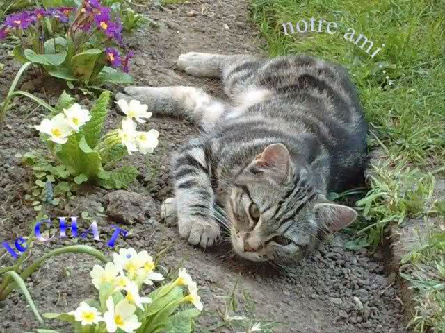 Le Chat ... "ce compagnon mystérieux"..