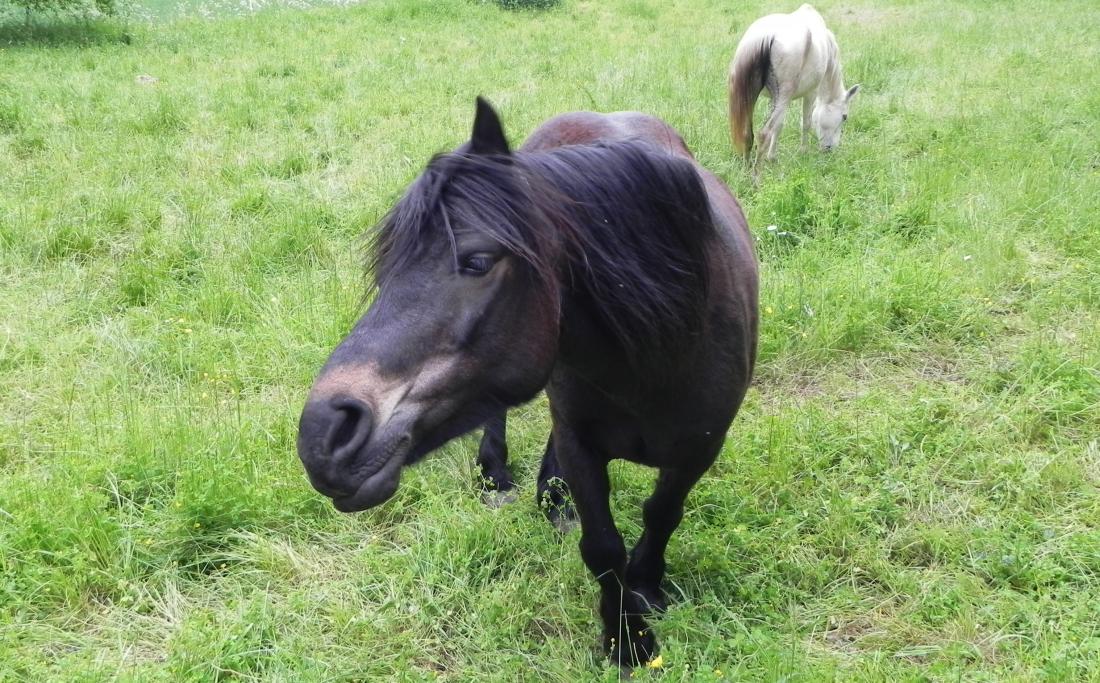 Des chevaux qui me parlent  lol lol
