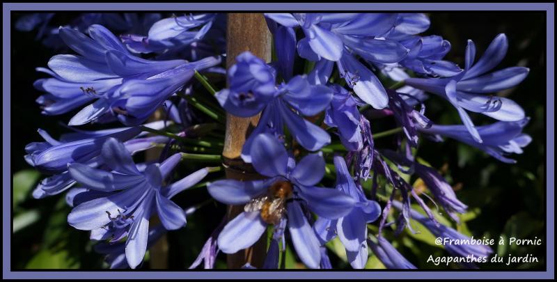 Agapanthes du jardin 