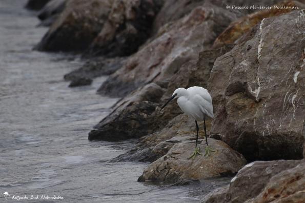 Aigrette garzette