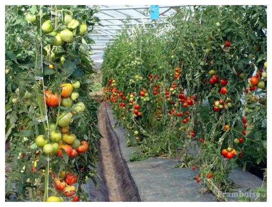  Arthon en Retz Adresse Légumes