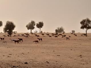 Depuis Nouakchott