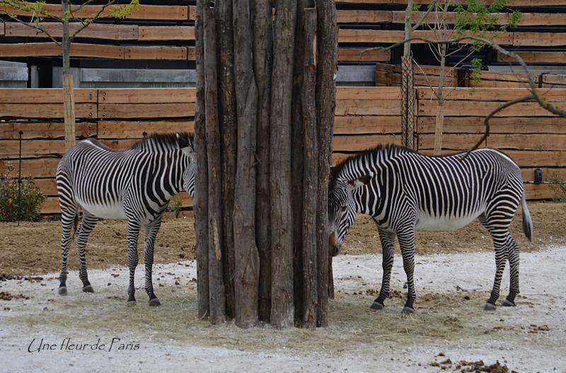 Le Parc Zoologique de Paris : Serdtse le Zèbre de Grévy