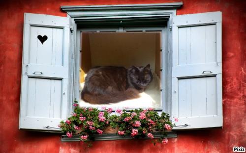 Des chats aux fenêtres