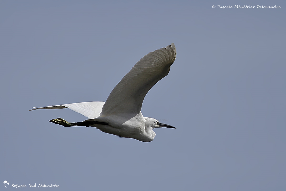 Aigrette garzette