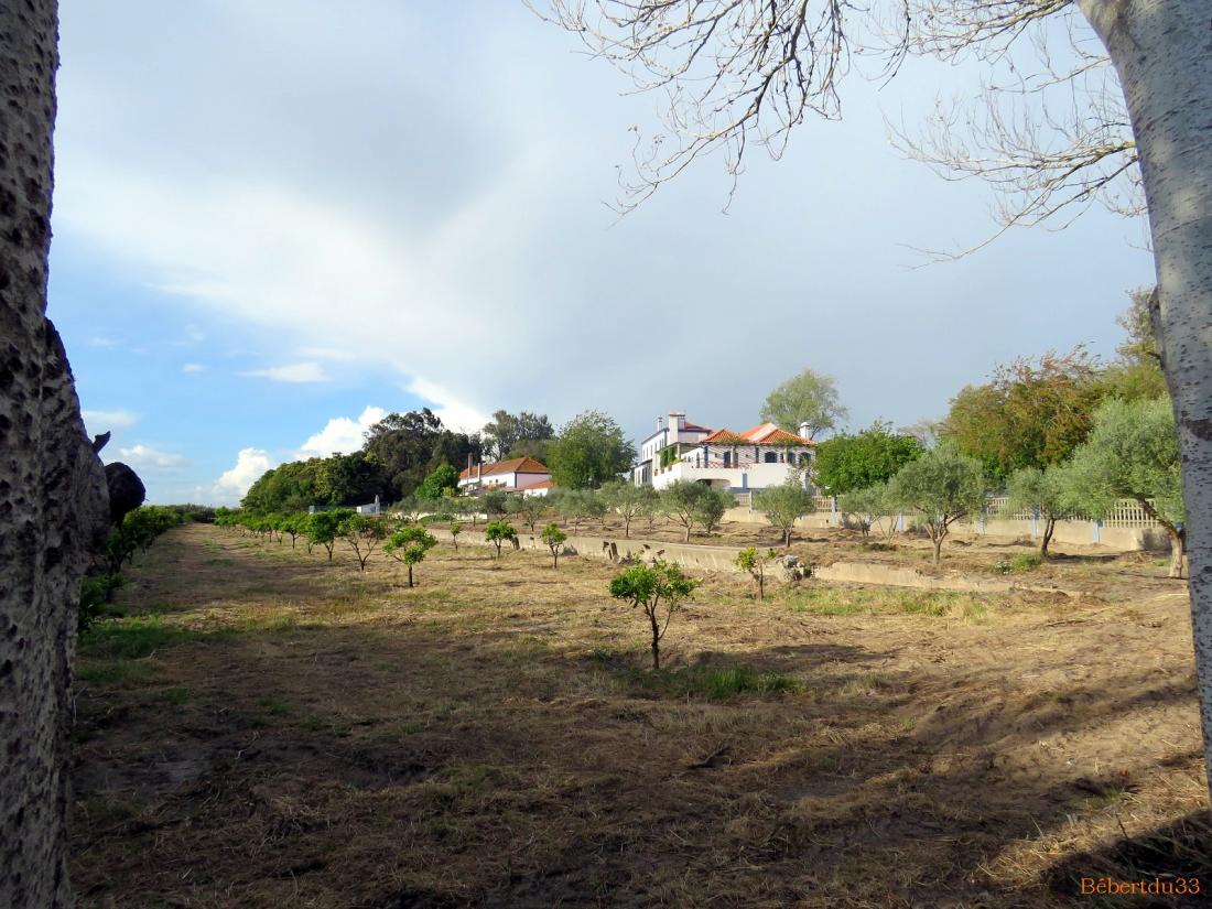 Comporta  et Troia 