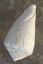 Fossiles conus-1358