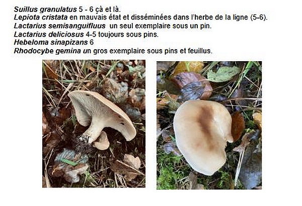 Une récolte mycologique singulière dans la forêt Châtillonnaise, par Marie-Geneviève et François Poillotte , avant le nouveau confinement !