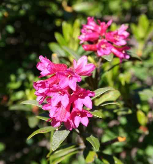 Fleurs cultivées : Rhododendron