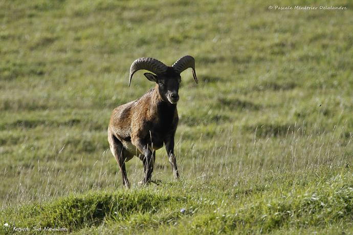 Mouflon