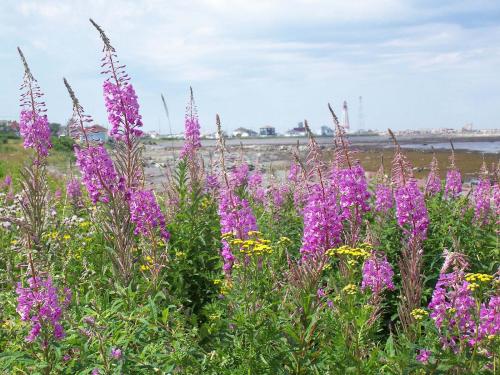 Fleurs cultivées : Epilobe