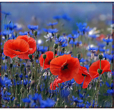 GIFS Coquelicots