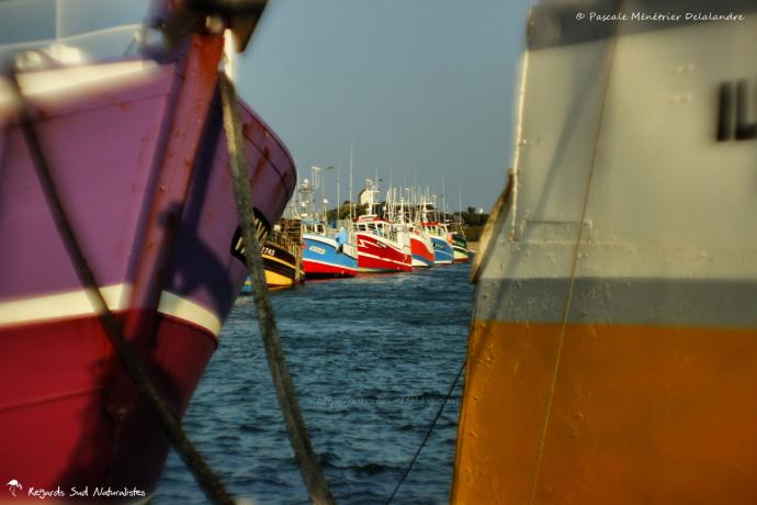 Port de Roscoff