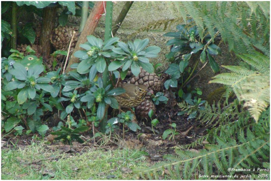 Grive musicienne du jardin - 2015