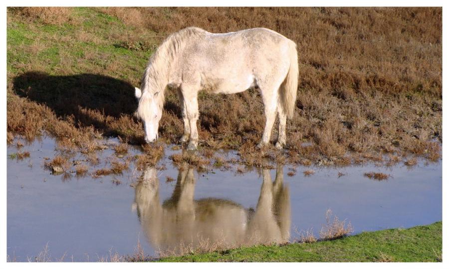 Cheval mon ami 