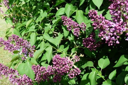 Lilas (bis) :
